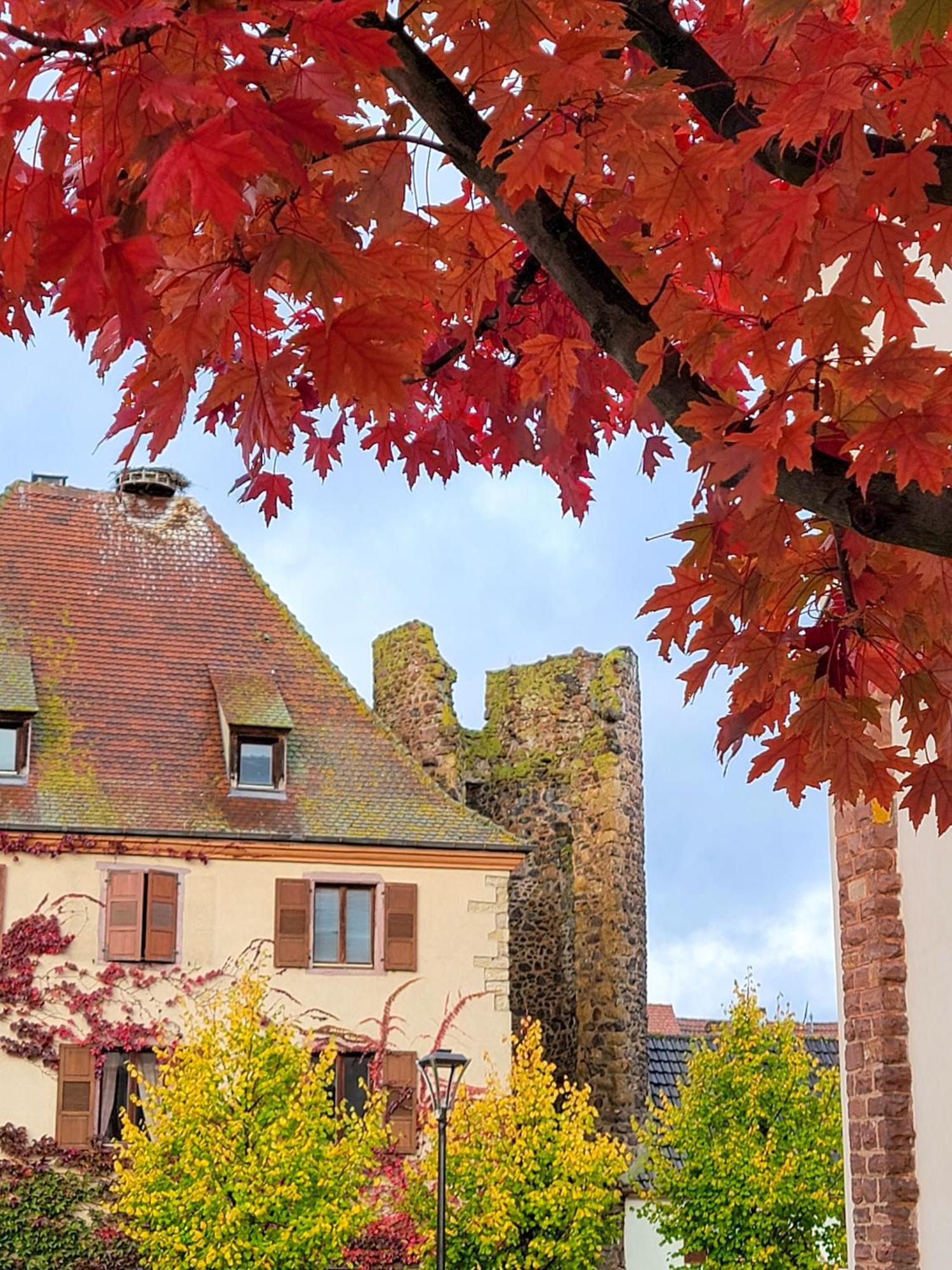 "La Vigne Dort" Cocon Romantique Herrlisheim-près-Colmar 외부 사진